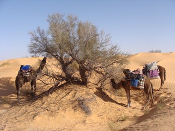 ksar guilane photo
