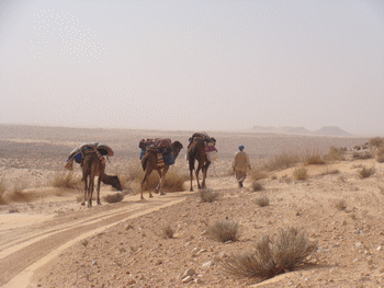 ksar guilane photo