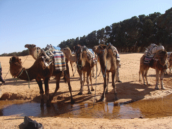 ksar guilane photo