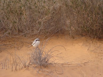 ksar guilane photo
