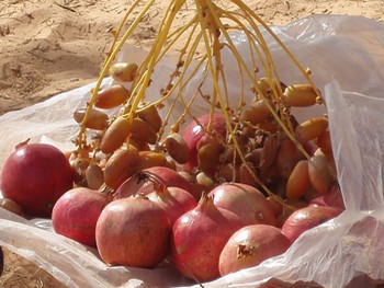 ksar guilane photo