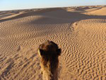 ksarghilane photo de sahara