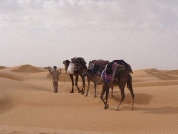 ksarghilane photo de sahara