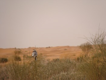 ksar guilane photo