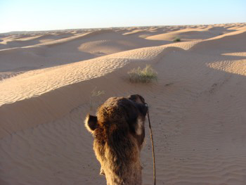 ksar guilane photo